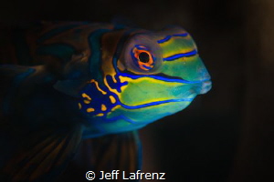 Mandarinfish - the Beauty Queen of the Sea!!! One of the ... by Jeff Lafrenz 